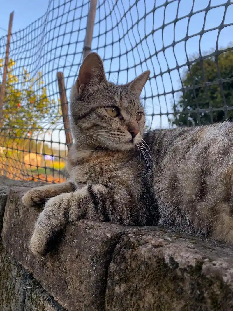 当初那个小猫也当妈妈了#中华田园猫 #狸花猫 #评论区看看你 - 抖音