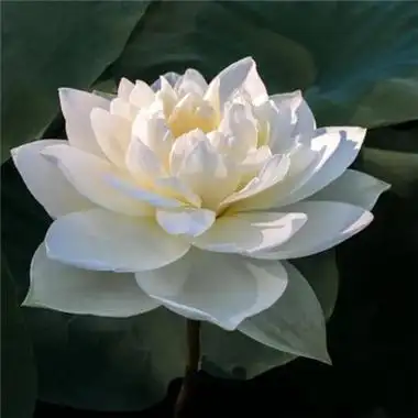 莲花图片头像大全 修行人静心修心莲花淡雅禅意图片头像