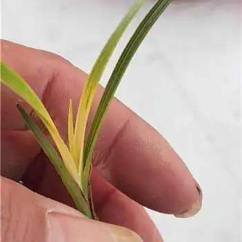 才蕙兰朱金黄心草