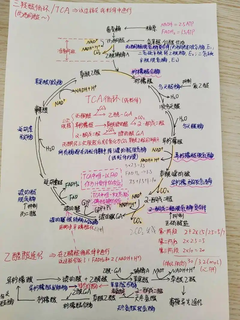 三羧酸循环总结思维导图