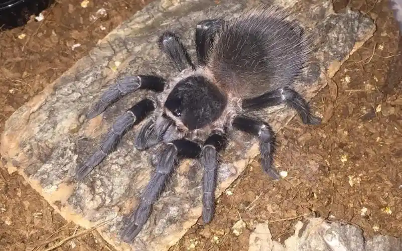 麦兜新手捕鸟蛛品种推荐第二期巴西所罗门