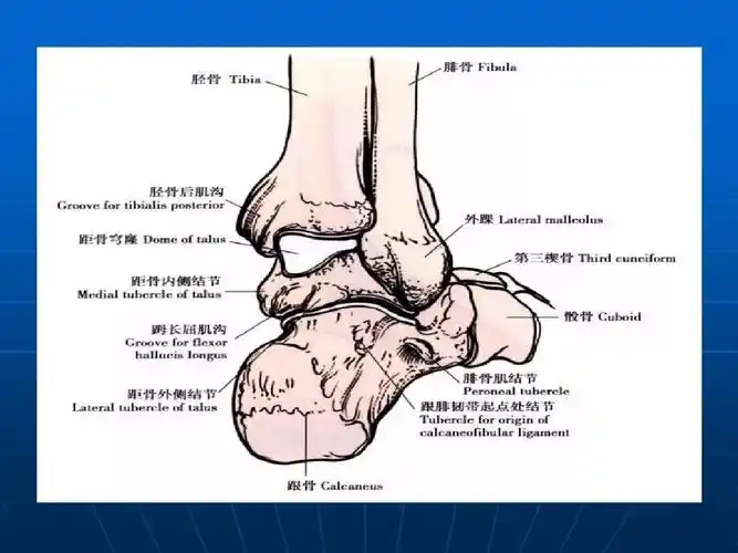 踝关节解剖,值得收藏!