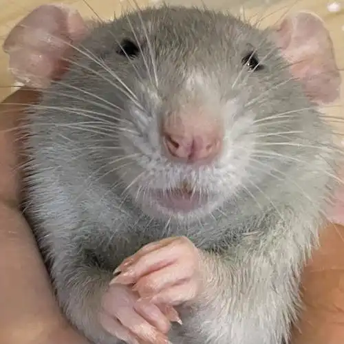 小老鼠表情包头像