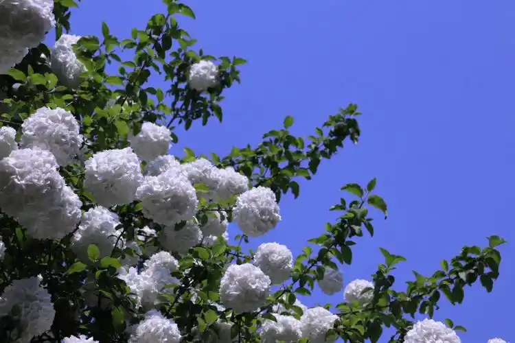 plog白绣球花的花语是充满希望呀