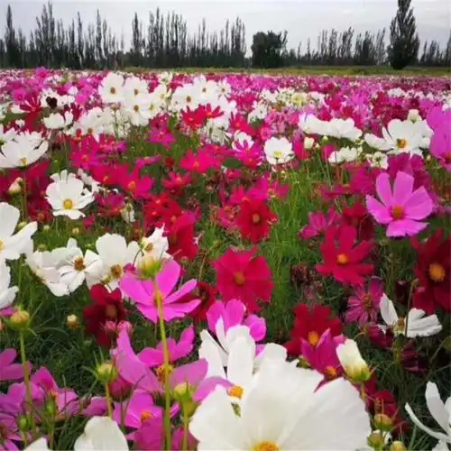 格桑花种子 单色波斯菊价格 矮杆波斯菊种子批发 润枝绿化 货到付款