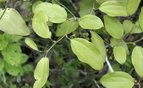 菝葜图片菝葜野菜图片
