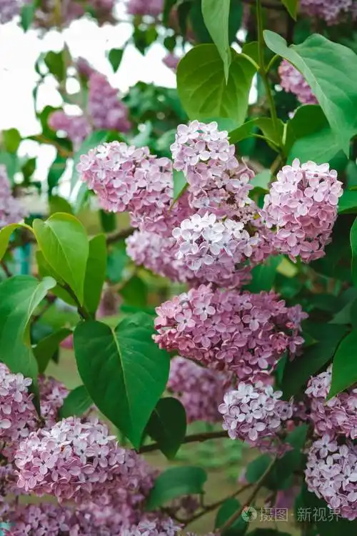 盛开娇艳的紫丁香