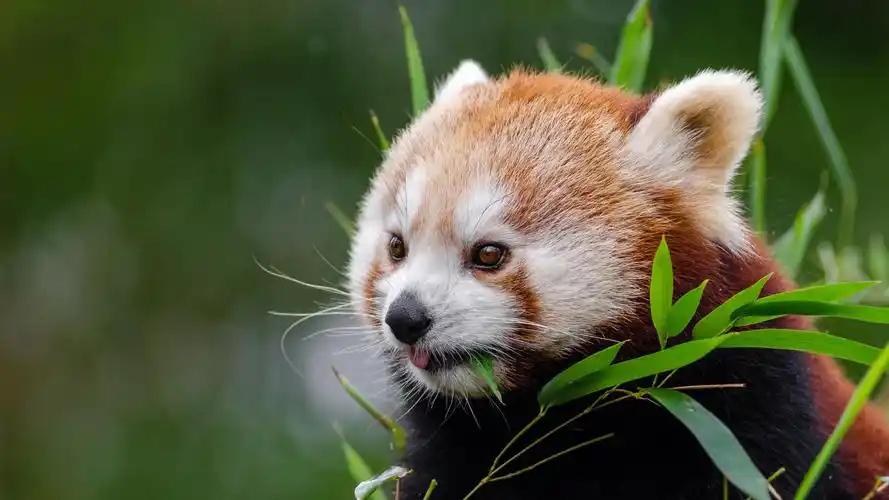 回车桌面>电脑壁纸>动物>超级可爱的红熊猫>相关标签超级可爱的红熊猫