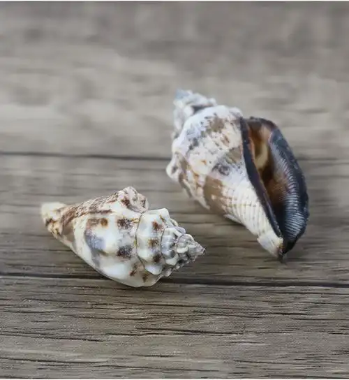 厂家直批天然海螺贝壳黑口螺鱼缸材料工艺装饰品大量批发一斤装