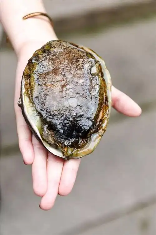 一头鲍多少钱(鲍鱼的) - 价格百科