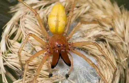 中国十大毒蜘蛛黑寡妇蜘蛛毒性最强3
