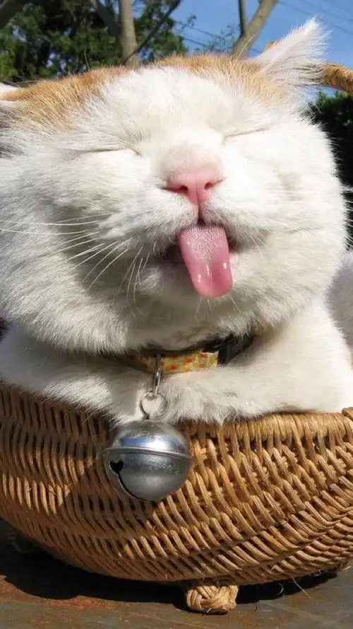 猫咪偶尔吐舌头是怎么回事(猫咪吐舌头不是在卖萌)(6)