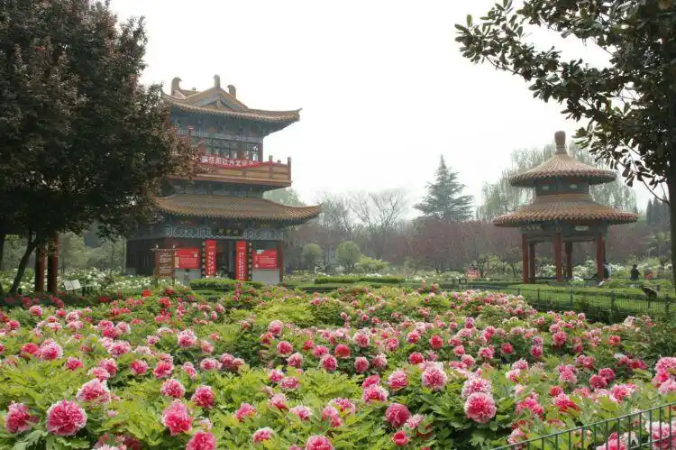 洛阳牡丹花会——中国国花园