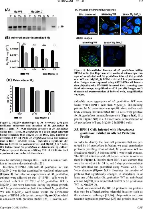 mg289 in  i>mycoplasma genitalium /i> enhances microbial