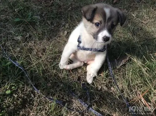 我家有只土狗3个月你要吗?