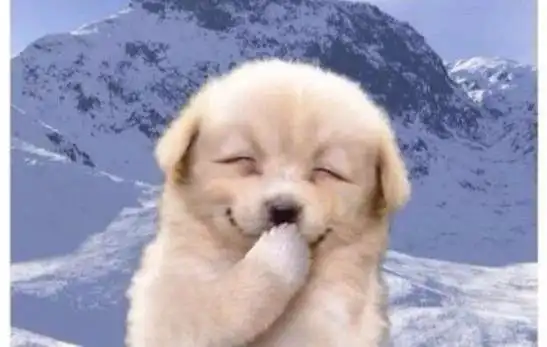 2.你成功逗笑我了