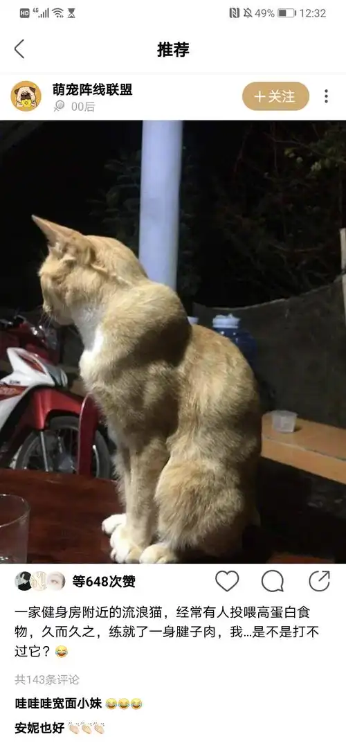 绿洲看到的腱子肉猫