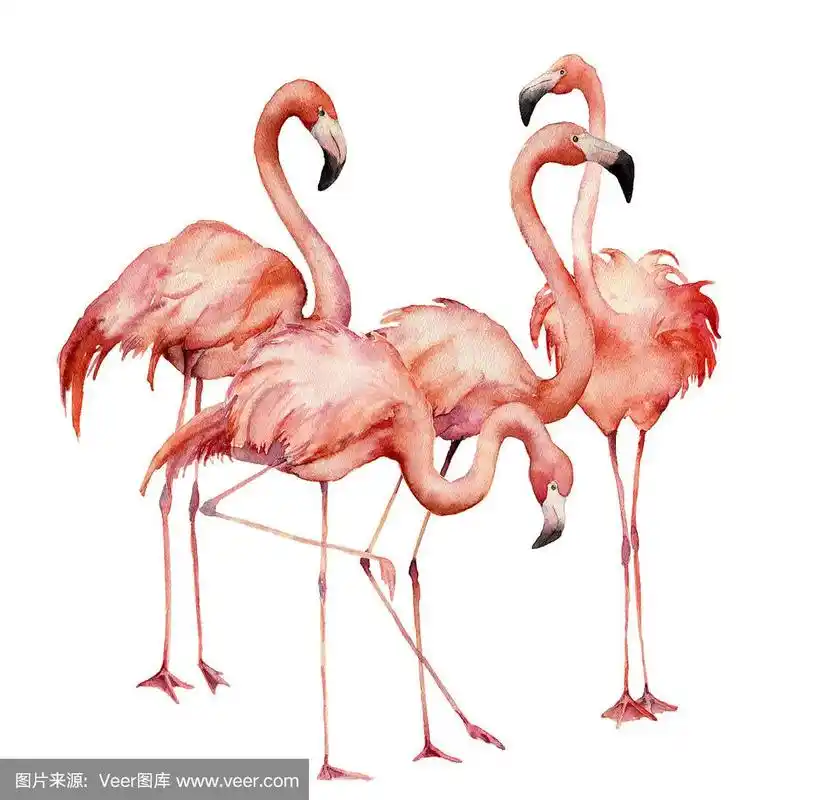 水彩火烈鸟组集.手绘鲜艳的珍奇鸟孤立在白色的背景.
