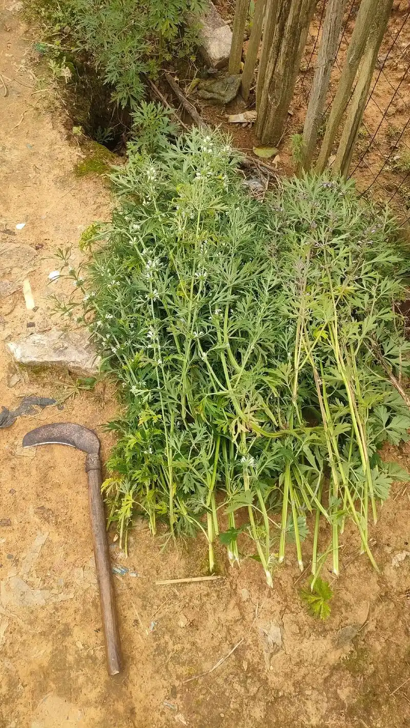 纯野生,识得益母草是宝,不识得是草,对女性特别好!#识百草  - 抖音