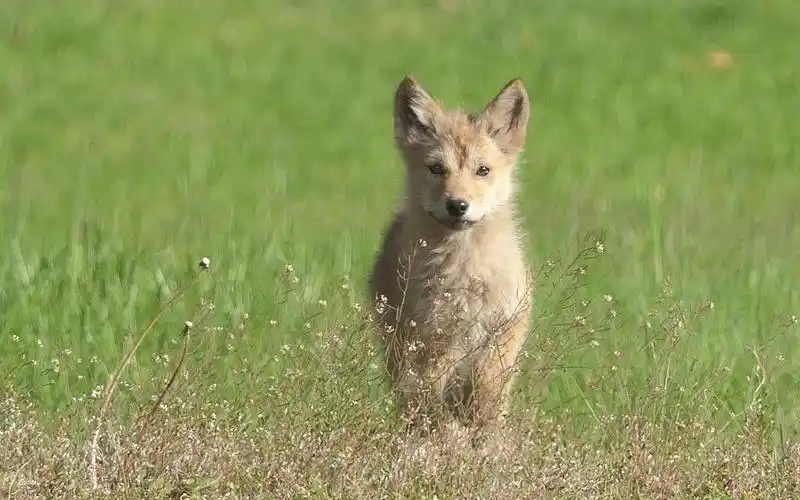 可爱的小狼崽歪头示意:一起来玩呀!