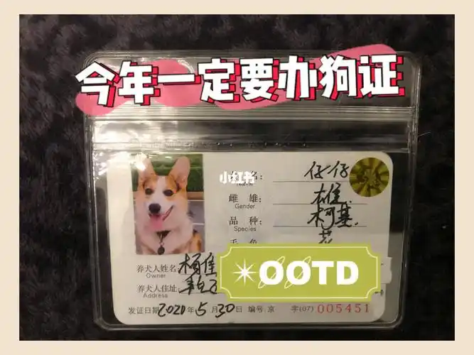 北京办狗证|首次100,续证50!你们都多少钱?