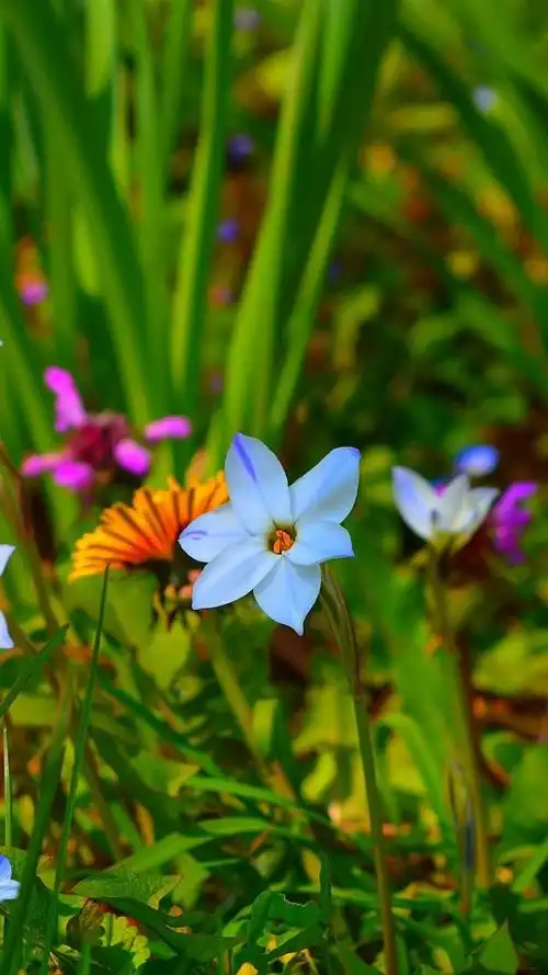 自然与风景,大海和海岸标签:春天白色鲜花草原图分辨率:750x1334下载