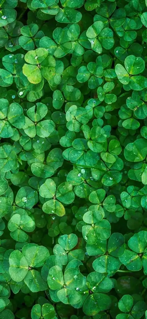 1600_3462竖版 竖屏