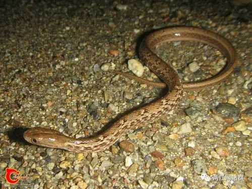 两江网站群微信公众号2017年第113期