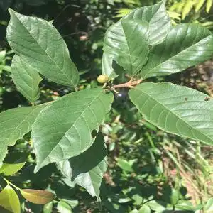 野生梨罗根 中药材长叶冻绿 正品苦李根 过路黄 山六厘 黄药鼠李