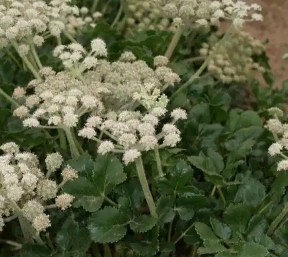 北沙参是什么_北沙参的用途及特点