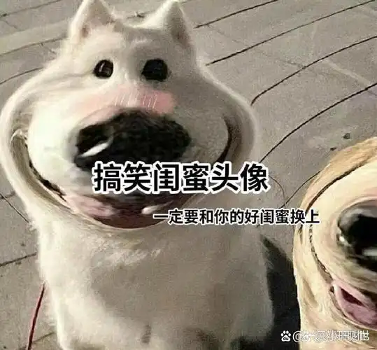 沙雕闺蜜头像双人,拿去用哦!