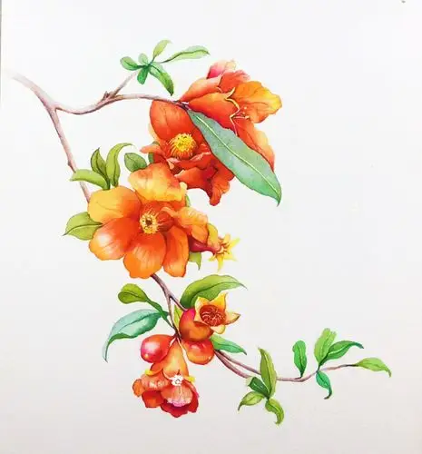 【水彩手绘】《石榴花》『蒲之未落水彩欣赏』