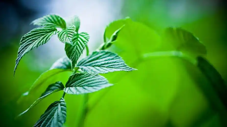 精选清新的绿色植物护眼桌面壁纸高清高清大图预览1920x1080_植物壁纸