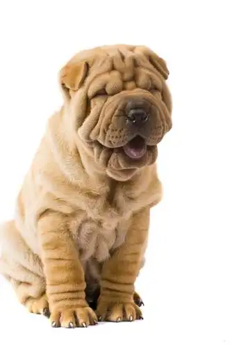 沙皮狗的褶皱妙用这么大