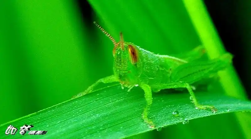 夏天拍的虫子绿色的蚂蚱