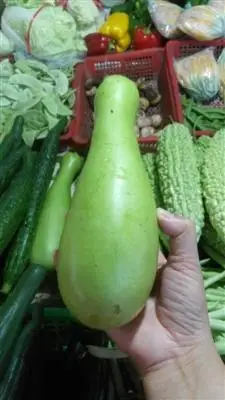 葫芦瓜大量上市食用需注意苦味葫芦瓜含有毒素