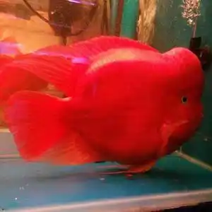 发财鱼活体红财神淡水图片