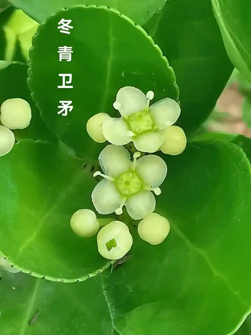 冬青卫矛:灌木植物,花语是坚韧,坚强;中药材.冬青在风水中的 - 抖音