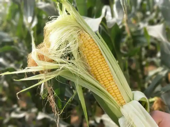 明利蔬菜水果玉米上市了,快来收玉米啦!