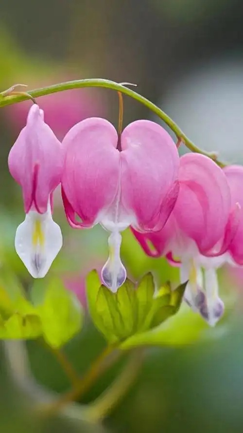 好养眼的唯美清新小花朵_网易订阅