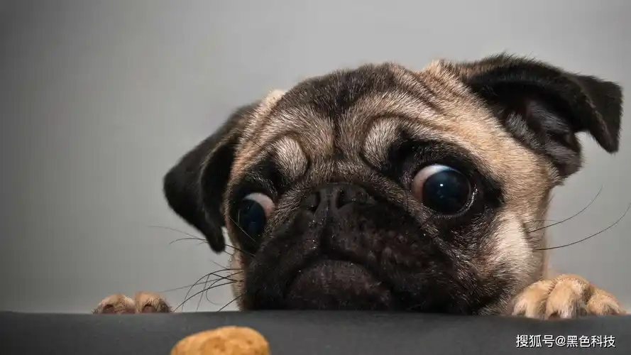 看了我的笑话你不笑就是不给我面子咯:凤姐上大学时,有一天问男同桌:"