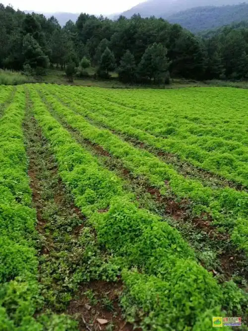 哪里有卖党参种苗党参种苗一棵多少钱