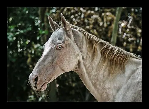 blue eyed horse | flickr – 相片分享!