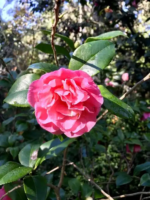大红袍茶花 又大又红艳,红如烈火,艳若桃李.
