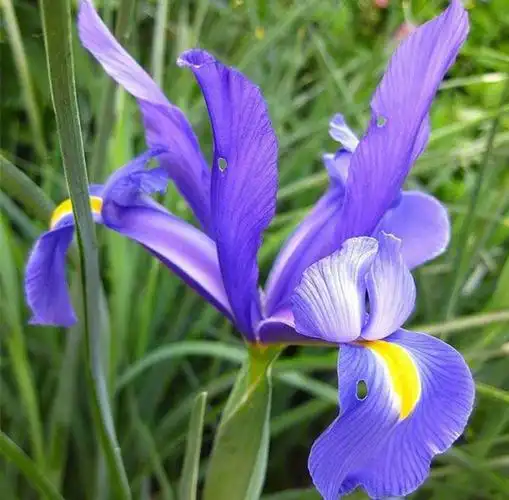 印象画派都偏爱的鸢尾怎么能错过