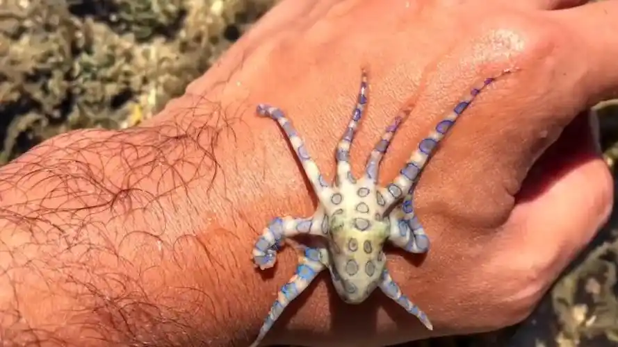 网友吃火锅发现蓝环章鱼 科普博主:有剧毒 网友:知识改变命运