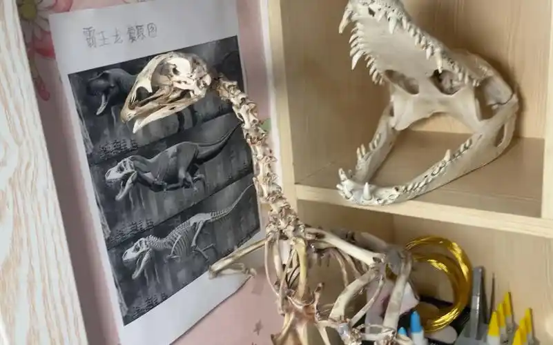 制作鸡骨骼标本