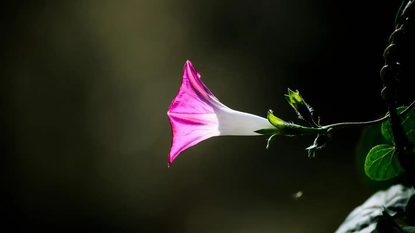 唯美牵牛花微距摄影高清宽屏桌面壁纸