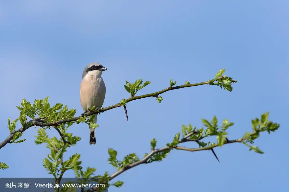 一只鸟在树枝上.
