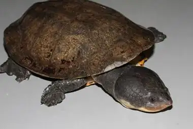 【转载】蟾龟类(蟾头龟)phrynops,mesoclemmys,rhinemys种类一览